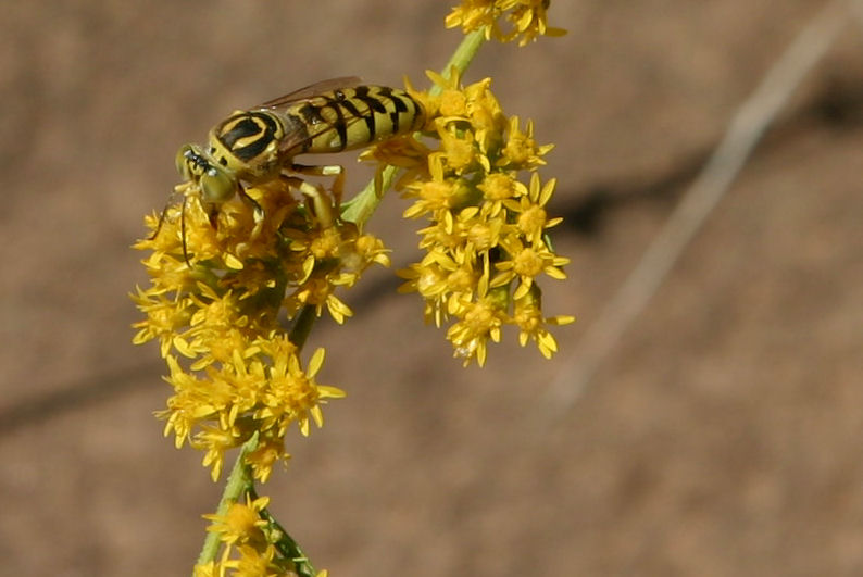 05 - Zion NP (10).JPG